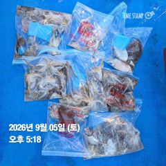 9월5일 오후 조황 사진