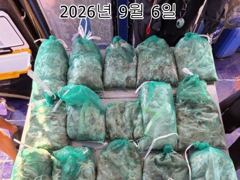 26년 9월 5일!! 인천 썬스타호!! 쭈꾸미 대첩 6일차 조황입니다~^.^ 사진