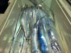 출조안내 - [ 진도보디가드호 ]==> 심선장 ==>> 오늘 주의보해제!!!! ==>> 가거도로 왕갈치 잡으로 갑니다. <<자리여유 많이 있습니다. >>