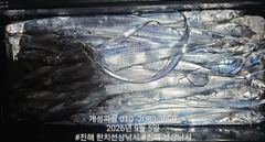 (南)남해조황 - 내만 갈치 텐빈 은빛 갈치 마릿수 조황 오늘 무조건 출항 자리여유많음 사진
