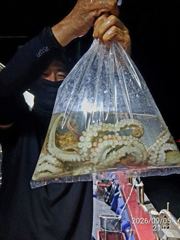 돌문어 사냥 레전드호타고 너도나도 먹물파티! 사진