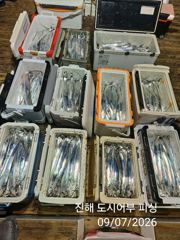 씨알큰 내만갈치 엄청잡고 쿨러 빵빵 합니다~!! 오늘 예약가능