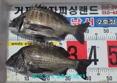 [거제] 대물급 "감성돔" "굿" .. " 무늬" "굿" (1차 조과)