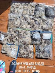 ★★ 9/6 [군산 대일피싱] 마루호 쭈꾸미 조황입니다. 화요일1자리 예약가능합니다.