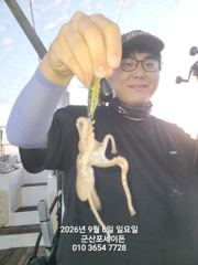 9/6일, 군산쭈꾸미 좋아요~굿 조황~내일 주간 문어갑니다~~군산 포세이돈 호