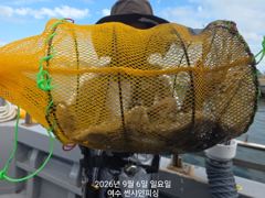 9월 6일 쭈꾸미 조황