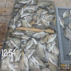 [고성] 병산 9/6 감성돔36외 엄청마리수 선상배및 선외기흘림조황
