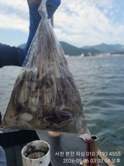 [사천] 쭈꾸미 조황 입니다.굿~