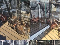 [진해] 문어,강풍에도,키로,중치들,퍼담았습니다,,(예약가능)