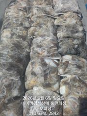 군산 대호피싱 쭈꾸미 마무리 소식 전합니다 초보분들의 열정에 박수를 보냅니다 사진