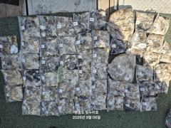 9월6일주꾸미 사진