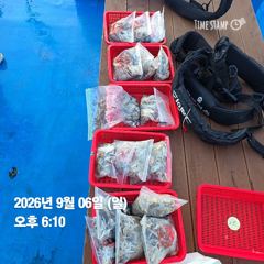 9월6일 오전오후 쭈꾸미 조황 사진