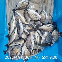 삼천포 내만권 감성돔