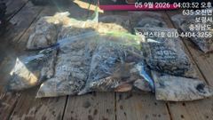오늘의조황 - 9월6일 오션스타호 쭈갑조황 - 구라미끼호