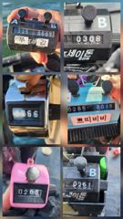 [쭈갑조황] 9.6일 쭈꾸미 조황입니다 사진