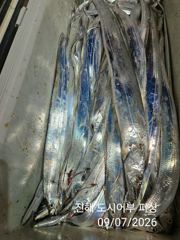 7일새벽 용가리급 내만갈치 진짜 크긴 크네요~!! 오늘 예약가능 사진