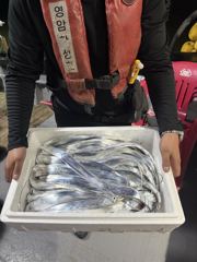 9월6일 야간 갈치낚시 조황정보 내만권 씨알좋고 마릿수좋고 사진