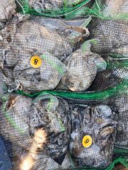 쭈갑/백조기조항 - 2026년 9월 7일 제일피싱호 쭈꾸미 갑오징어 조황 - 홍원항 에프원낚시 사진