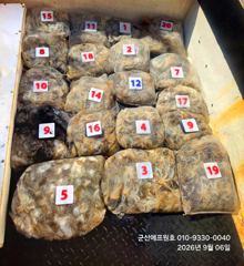 군산에프원호 6일 @쭈꾸미@ 조황입니다.수,목요일만 여유자리있습니다.예약해주세요^^ 사진