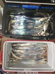 내만갈치 3지급 씨알좋아지니 손맛좋고. 오늘예약가능합니다 사진