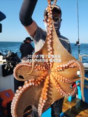 7일, 부쩍커졌다~ 군산 문어들~주간에 낚이는 문어들~나오고 있어요~실시간~내일부터 본격출조합니다~~~군산 챔피언호 사진