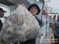 삼천포 돌문어 가을시즌 마릿수 씨알 좋습니다!