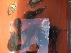 (풍화리)새풍화레저 무늬 25수 & 백조기 마리수 조황