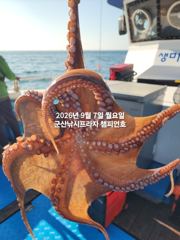 (西)서해조황 - 7일, 부쩍커졌다~ 군산 문어들~주간에 낚이는 문어들~나오고 있어요~실시간~내일부터 본격출조합니다~~~군산 챔피언호