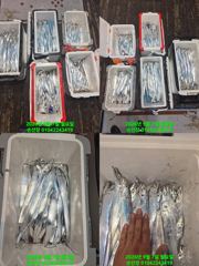내만 갈치 7일새벽 조항 6명이서 이만큼이나 매일출항 자리여유