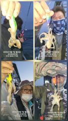 9월7일-오전 쭈꾸미 실시간 조황
