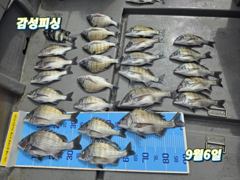 ■일요일감성돔(100마리)마릿수조황입니다