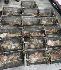 [진해] 야간문어!오늘도 포인트로 직항합니다~오늘예약가능 사진