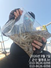(西)서해조황 - 7일, 군산쭈꾸미~오전반 망탱이 대박~오늘 야간 늦은 오후반 꽃게 갑니다~~~~군산낚시프라자 월명호 사진