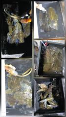 쭈.갑 먹물조황+ - 무늬팁런...초 대박..감자~~무 까지 ..230수오버.. 사진
