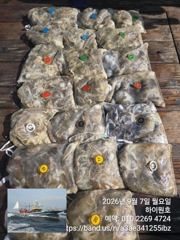 7일, 군산쭈꾸미~점점 좋아지는 쭈구미조황~~군산낚시프라자 하이원호
