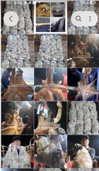 출조안내 - ////(부천_안양_의왕경유) 군산 쭈꾸미/문어 조황 회복___10(목),12(토),15(화),17(목) 쭈/문 예약 중___화/목/토/일 주4회 출조 예약문의 ☎️ 010-3611-2672