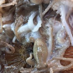 오늘의조황 - 등대 - 무의도 등대호,배낚시,선상낚시 전문
