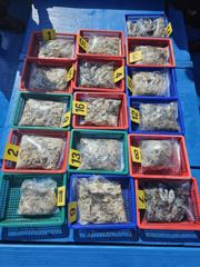 [쭈갑조황]9월7일안흥대성호쭈꾸미조황!!!