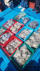 쭈.갑 먹물조황+ - 07일 군산킹마린호 쭈꾸미조황 이번주자리여유 사진