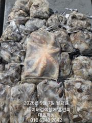 (西)서해조황 - 군산 대호피싱 쭈꾸미와 문어 그리고갑오징어 사진