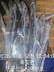 갈치한치조황++ - 9.7 도시어부호 야간 갈치 탐사출조 12명 마무리 조황