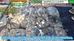 9월7일 홍원항힐링호 쭈갑 조황~!오늘도 괜찮게 나와주었습니다^^장원280수~2등250 3등 240수 등등 비슷비슷하게 잡으셨네요 다들..문어는 서비스~수고들많으셨습니다.