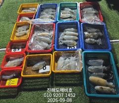 팁런무늬오징어 7일 월요일 출조조황 입니다 사진