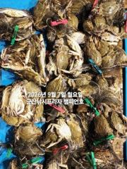 군산 살이 꽉찬 가을 "꽃게"가 다시 왔어요~낚아낸 꽃게 반,떨…