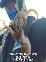 9월 8일 군산 마루호 쭈꾸미 실시간 조항~☆