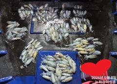 155수~ 이 날씨에도 대박 마릿수!!! 오후6시 출동!!!
