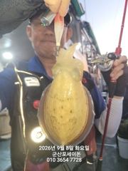 (西)서해조황 - 8일, 군산쭈꾸미~오늘도 시작~점점 좋아지는 쭈구미조황~실시간~군산낚시프라자 포세이돈호