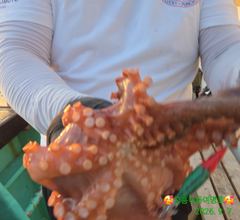 (南)남해조황 - 8일새벽 내만갈치 루어,텐빈 1타1피~피딩에 정신없이 엄청잡고~!!(오늘 예약중)
