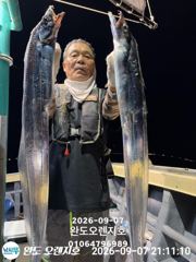 완도오렌지호//7일4~5지 쿨러가득 담고왔습니다