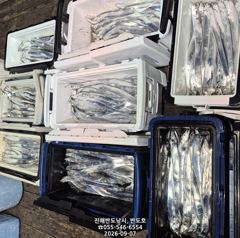 [진해] 내만갈치,커진 씨알로 마릿수 많이 나오네요.오늘출항(화,수,목~… 사진